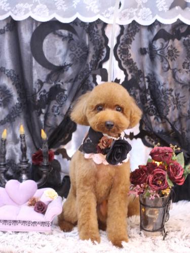 20231025かぐらちゃん